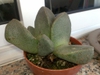 Form in pot