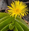 Pleiospilos Bolusii