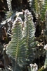 Fronds - Winter - Wake Co., NC