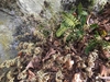 Some leaves are hydrated; others are dry (but not dead)