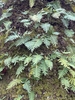 Ferns growing on a mossy tree trunk.