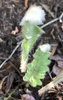 Hairy Fronds in April - Wake Co., NC