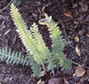 Pleopeltis lepidopteris 'Morro dos Conventos'