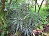 Form