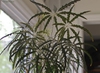 Form