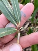 Stem and leaf juncture