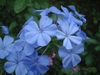 Plumbago auriculata