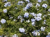 Plumbago auriculata