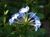 Plumbago auriculata