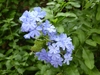 Blue, phlox-like flowers in a cluster.