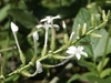 White, phlox-like flowers. Large glandular hairs on calices.
