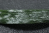 Close-up photo of a leaf blade with mildew infection.