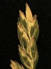 Poa annua L.