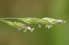 Poa annua flower