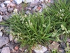 Poa annua L.