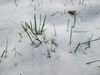 Poa annua in snow