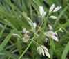 Poa annua L.