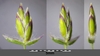 Spikelets