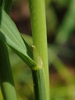 Stem and leaf juncture