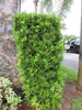Podocarpus macrophyllus