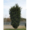 Podocarpus macrophyllus