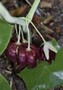 Flowers - April 22 - Wake Co., NC