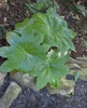 'Snowfall' - Form - April 22, Wake Co., NC