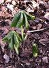 Podophyllum pleianthum