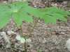 Podophyllum peltatum