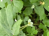 Podophyllum peltatum