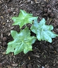 Podophyllum pleianthum