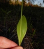 Leaf and stem