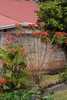 Flower Form