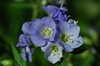Polemonium reptans