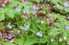 Polemonium reptans