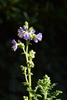 Polemonium boreale 'Heavenly Habit'