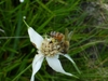 Pollinator in June in Wilma, Florida