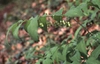 Polygonatum spp.