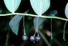 Polygonatum spp.