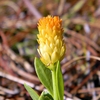 Inflorescence of bright orange flowers.