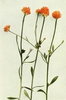 Polygala lutea