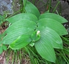 Green leaves on a single plain