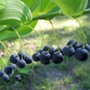 Polygonatum biflorum