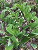 Polygonatum odoratum var. thunbergii 'Variegatum', form, spring,