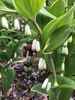 Polygonatum odoratum var. thunbergii 'Variegatum', flower, sprin