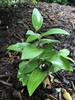 P. odoratum 'Goldilocks', late spring, Wake County, NC