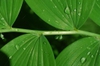 Leaf arrangement is alternate