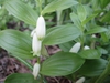 Polygonatum humile