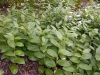 Polygonatum humile