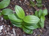 Polygonatum humile